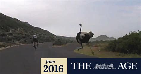 “The Great Ostrich Chase” – An Ode to Nature and the Joyous Chaos of Life!